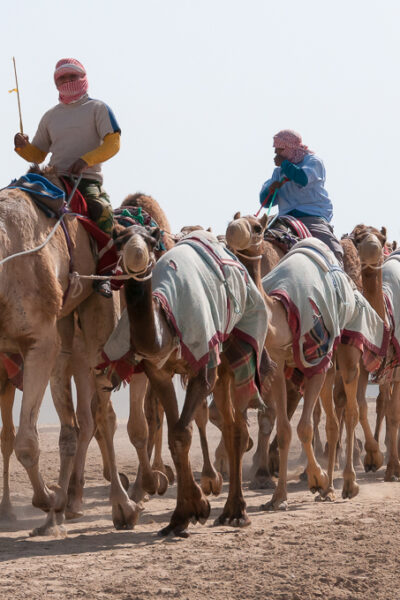 Você Sabia? A Corrida de Camelos é Um dos Esportes Mais Antigos e Valiosos do Oriente Médio
